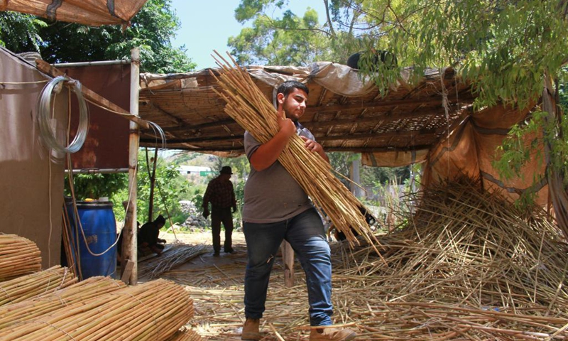 A man carries reeds to make handicrafts in the district of Koura, northern Lebanon, on June 5, 2021. The district of Koura is famous for its handicrafts made of reeds.(Photo: Xinhua)