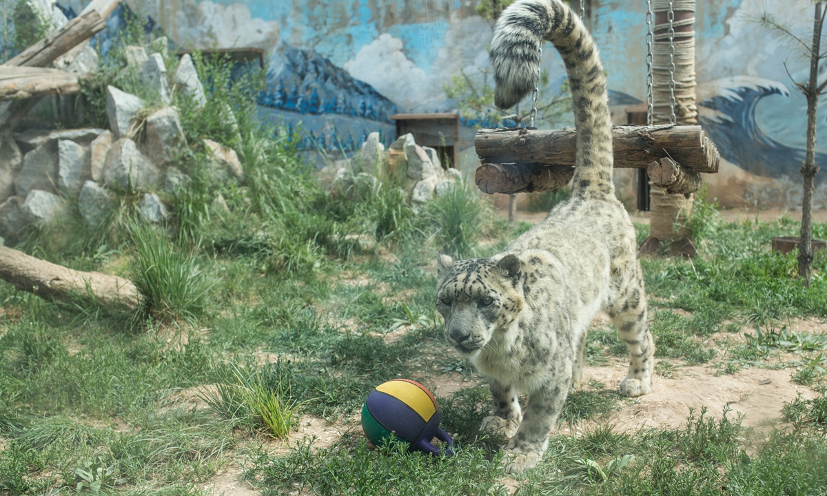 Dabao, a snow leopard rescued by the Qinghai wildlife rescue and breed center Photo: Shan Jie/GT