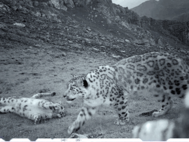 Snow leopards captured by an infrared camera in Qilian Mountains in September 2020.