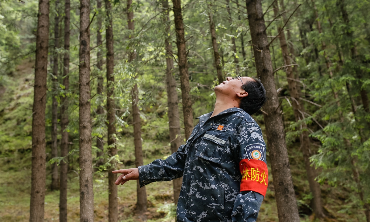 Liu Zhilong, a forest guard at the Beishan Forest Farm, looks up, checking for signs of pests on the trunks and leaves of a tree. Photo: Shan Jie/GT