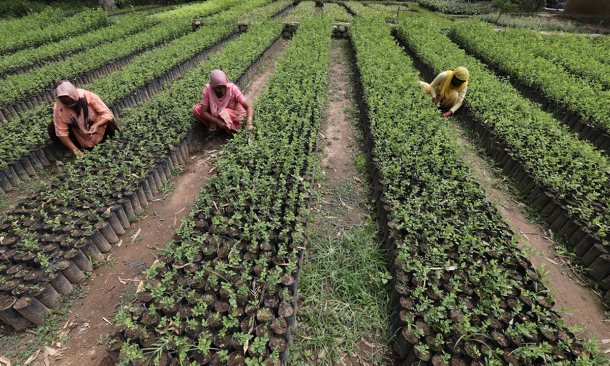 Workers prepare saplings for plantation on the World Environment Day at Samloti forest nursery in district Kangra of India's Himachal Pradesh state, June 5, 2021. (Str/Xinhua)