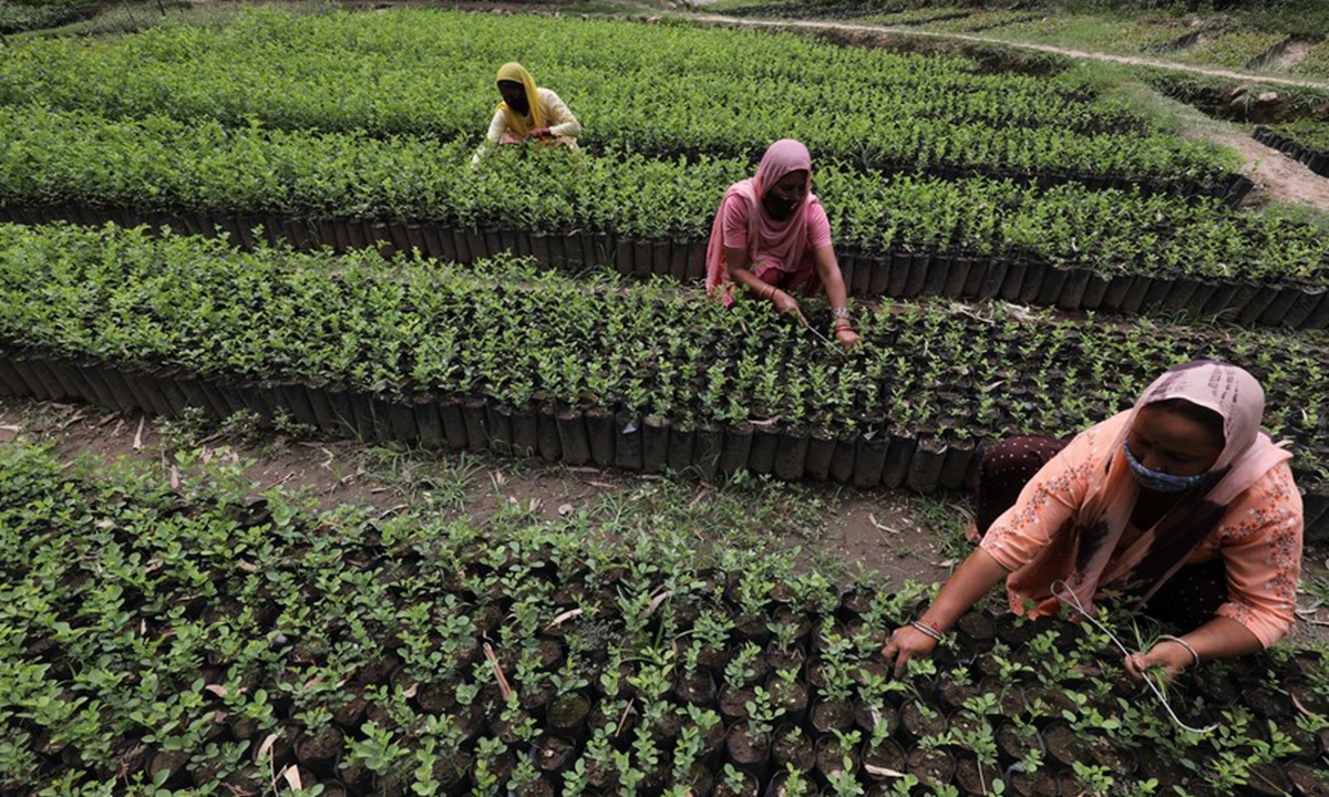 Workers prepare saplings for plantation on the World Environment Day at Samloti forest nursery in district Kangra of India's Himachal Pradesh state, June 5, 2021. (Str/Xinhua)
