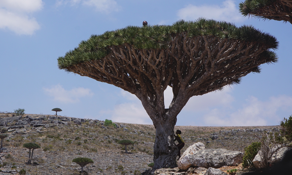Children climb a dragon's blood tree on the Diksam Plateau in the center of the Yemeni island of Socotra, a species found only on the Indian Ocean archipelago, on April 16. Photo: AFP