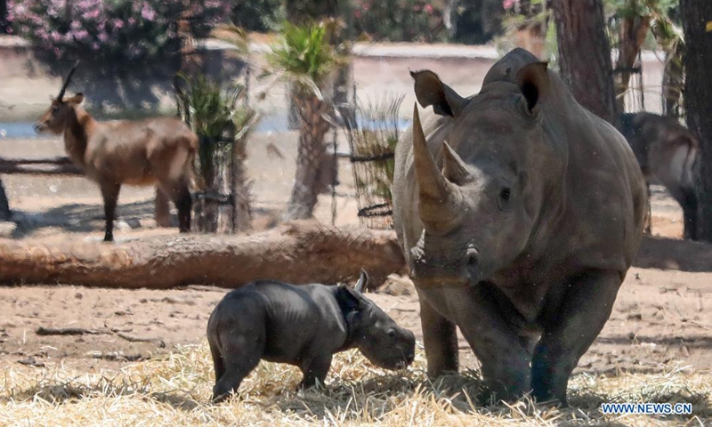 A newborn baby rhino is seen with its mother at the Ramat Gan Safari Park zoo in central Israeli city of Ramat Gan on June 6, 2021. (Gideon Markowicz/JINI via Xinhua)
