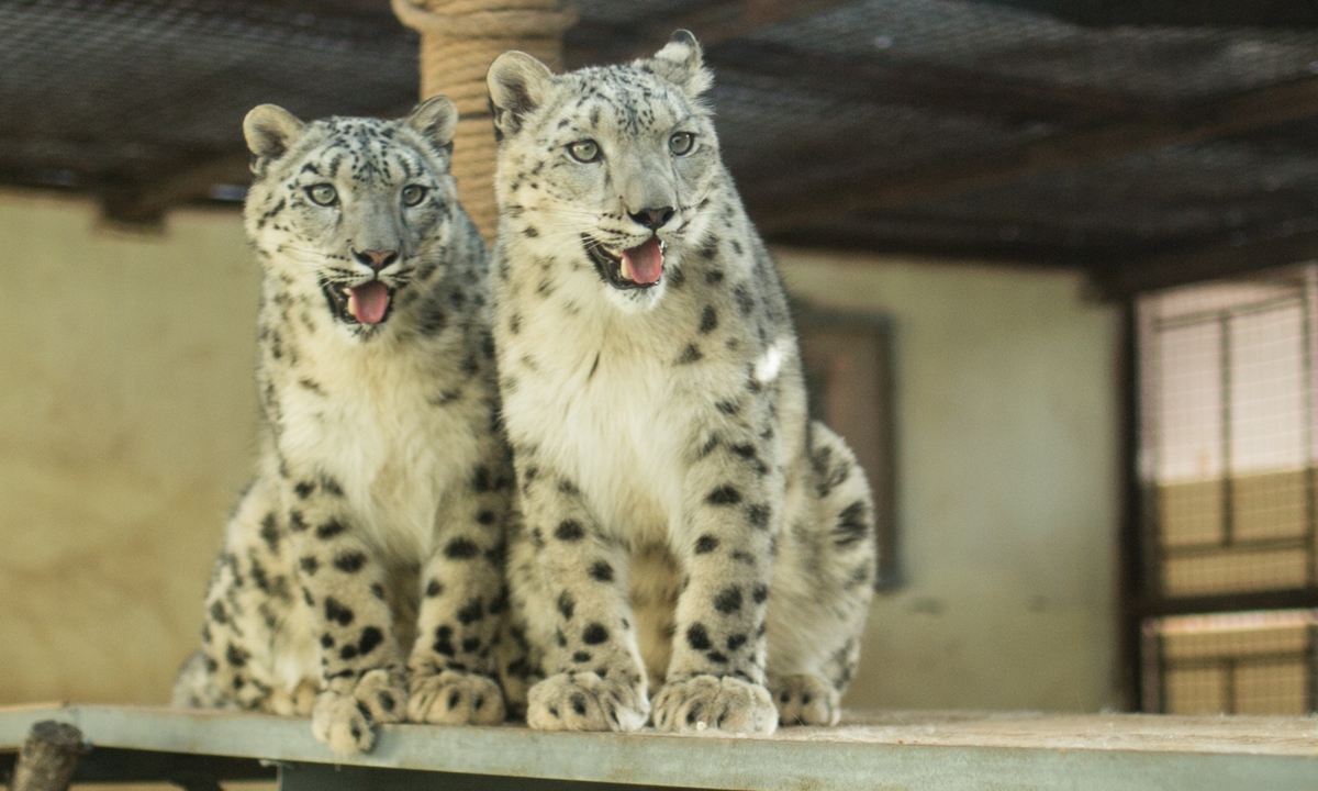 Shuimo and Youhua, snow leopard twins at Xining Wildlife Zoo Photo: Shan Jie/GT