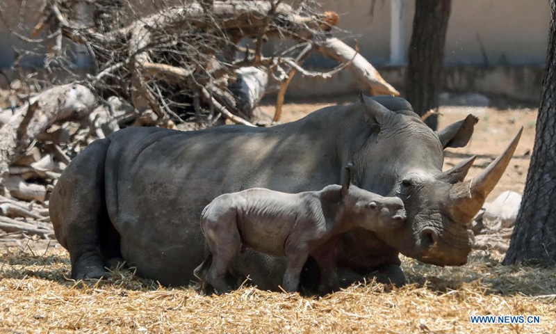 A newborn baby rhino is seen with its mother at the Ramat Gan Safari Park zoo in central Israeli city of Ramat Gan on June 6, 2021. (Gideon Markowicz/JINI via Xinhua)