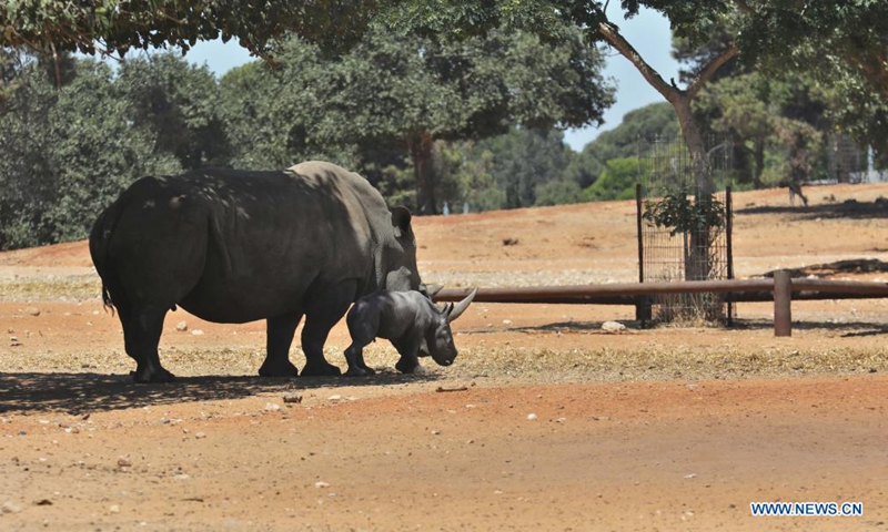 A newborn baby rhino is seen with its mother at the Ramat Gan Safari Park zoo in central Israeli city of Ramat Gan on June 6, 2021. (Gideon Markowicz/JINI via Xinhua)