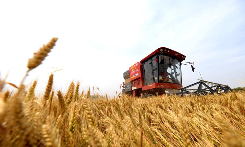 An agricultural machine harvests wheat at a field in Cheng'an County of Handan City, north China's Hebei Province, June 7, 2021.Photo: Xinhua