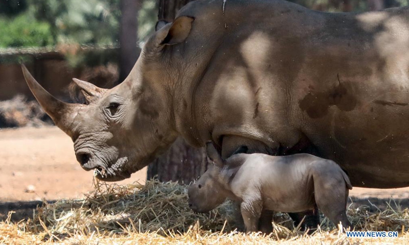 A newborn baby rhino is seen with its mother at the Ramat Gan Safari Park zoo in central Israeli city of Ramat Gan on June 6, 2021. (Gideon Markowicz/JINI via Xinhua)