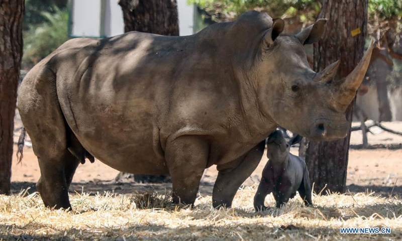 A newborn baby rhino is seen with its mother at the Ramat Gan Safari Park zoo in central Israeli city of Ramat Gan on June 6, 2021. (Gideon Markowicz/JINI via Xinhua)