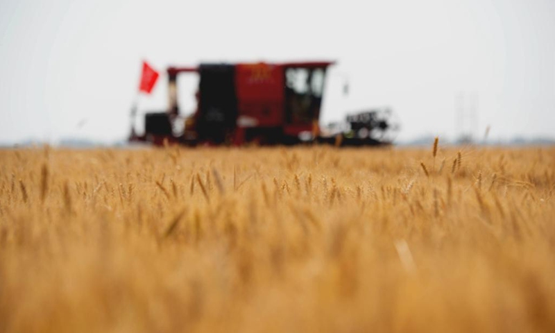 An agricultural machine harvests wheat at a field in Cheng'an County of Handan City, north China's Hebei Province, June 7, 2021.Photo: Xinhua