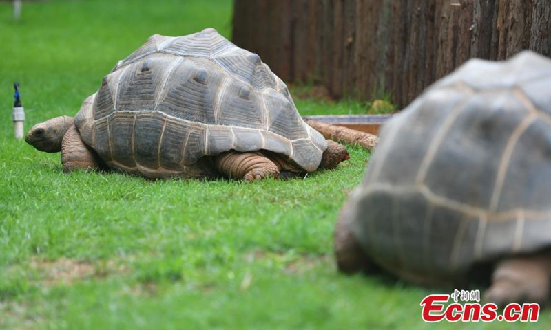 Two Aldabra giant tortoises bask on the lawn at the Yunnan Safari Park in Kunming, Yunnan Province, June 9, 2021.  Photo: China News Service