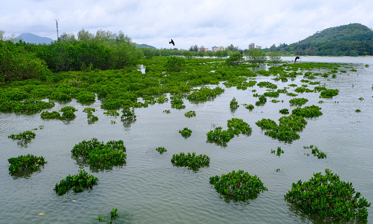 Martell Mangrove Conservation Project contributes to the improvement of the natural environment in China, providing more ideal habitats for swifts and other birds. Photo: Courtesy of Martell
