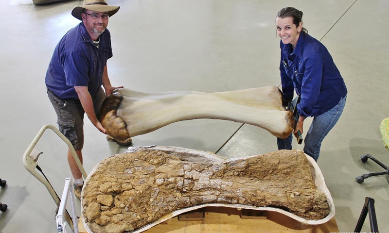 File photo taken on June 1, 2015 shows two palaeontologists carrying a 3D-reconstructed humerus of the Australotitan cooperensis in Queensland, Australia. Australian palaeontologists have unveiled a new species of giant sauropod dinosaur, which is the largest skeletal remains of a dinosaur ever to be discovered in Australia.(Photo: Xinhua)