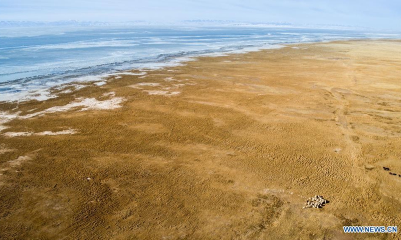 Aerial photo taken on Jan. 17, 2019 shows a view of a scenic spot of Qinghai Lake in northwest China's Qinghai Province. Located in the northeastern part of the Qinghai-Tibet Plateau, the Qinghai Lake is key to maintaining the ecological balance in western China. It is also a natural barrier for controlling the eastward spread of desertification and ensuring the safety of agricultural areas in eastern China.(Photo: Xinhua)