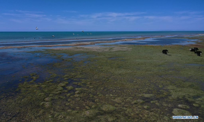 Aerial photo taken on June 5, 2021 shows a view of a scenic spot of Qinghai Lake in northwest China's Qinghai Province. Located in the northeastern part of the Qinghai-Tibet Plateau, the Qinghai Lake is key to maintaining the ecological balance in western China. It is also a natural barrier for controlling the eastward spread of desertification and ensuring the safety of agricultural areas in eastern China.(Photo: Xinhua)