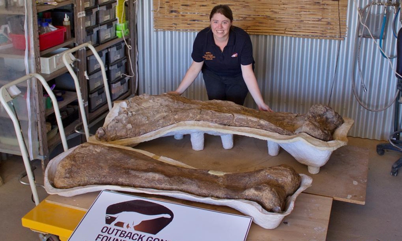 File photo taken on March 19, 2014 shows a staff member posing for photos with Australotitan cooperensis fossils in Eromanga, Queensland, Australia. Australian palaeontologists have unveiled a new species of giant sauropod dinosaur, which is the largest skeletal remains of a dinosaur ever to be discovered in Australia.(Photo: Xinhua)