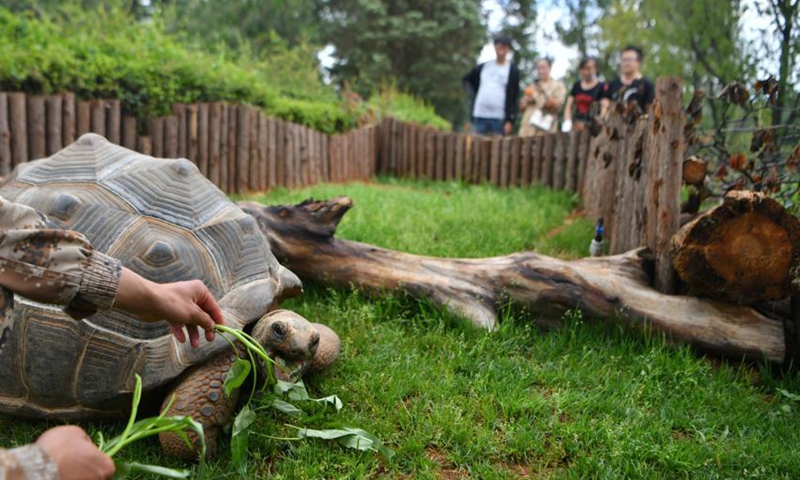 A breeder feeds the Aldabra giant tortoise at the Yunnan Safari Park in Kunming, Yunnan Province, June 9, 2021. Photo: China News Service