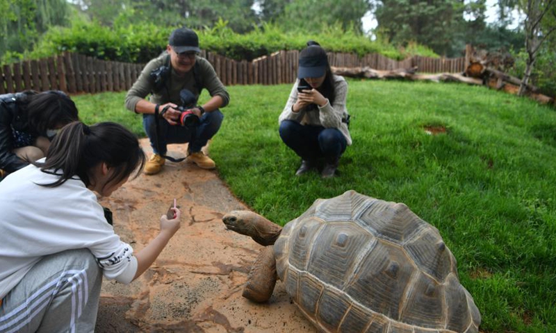 A Aldabra giant tortoise attracts tourists at the Yunnan Safari Park in Kunming, Yunnan Province, June 9, 2021.  Photo: China News Service