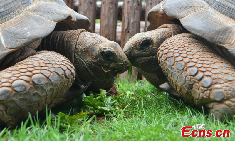 Two Aldabra giant tortoises bask on the lawn at the Yunnan Safari Park in Kunming, Yunnan Province, June 9, 2021.   Photo: China News Service