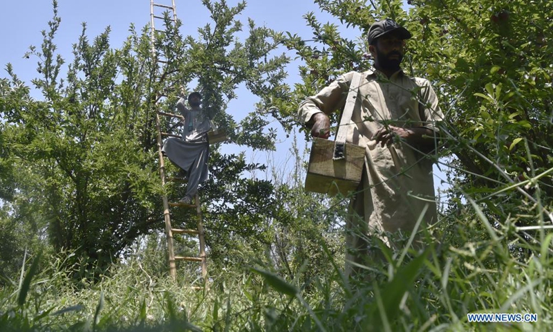 Workers harvest plums at an orchard on the outskirts of northwest Pakistan's Peshawar on June 9, 2021. Plum harvest season recently started in Pakistan. (Photo by Saeed Ahmad/Xinhua)