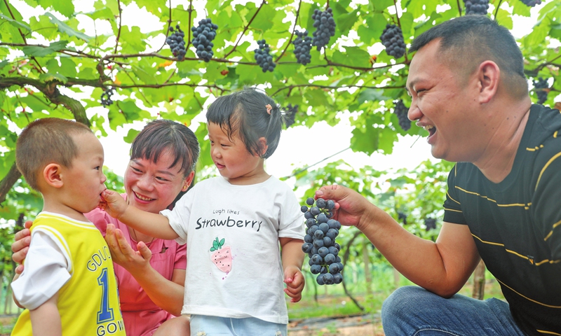 Children and adults sample grapes at a vineyard in Huaying, Southwest China's Sichuan Province on Monday. The city has in recent years moved to restructure local agricultural practices, with a focus on grapes, pears and blueberries, sharpening the market competitiveness of local farm produce and boosting local farmers' incomes. Photo: cnsphoto
