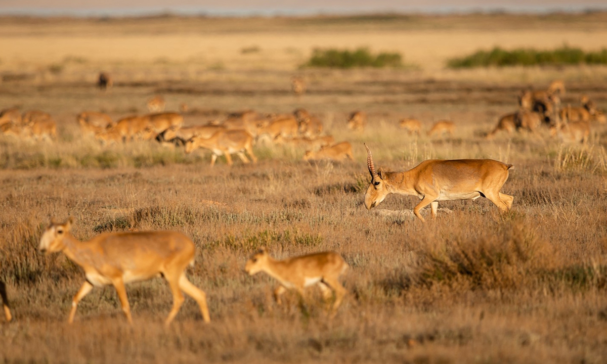 In this undated photograph, saiga antelopes run on a prairie outside Almaty. The population of the critically endangered saiga antelope has more than doubled since 2019, Kazakhstan said on May 28, citing the first aerial survey of the animals in two years. Photo: AFP