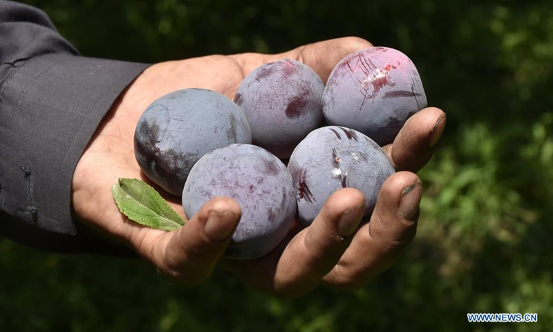 A worker shows harvested plums at an orchard on the outskirts of northwest Pakistan's Peshawar on June 9, 2021. Plum harvest season recently started in Pakistan. (Photo by Saeed Ahmad/Xinhua)