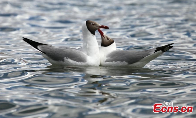 Black-headed gulls have fun in the Namtso Lake in Tibet, June 2, 2021. (Photo: China News Service/Chen Xiaoyuan)
