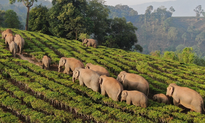 Cute elephant herd! Turning on faucet and drinking water by turns, snoozing in the fields, the migrating parade of wild Asian elephants wandering for 15 months in Southwest China's Yunnan Province has become new internet celebrities.Photo:VCG