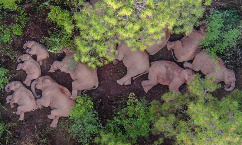 Aerial photo taken on June 13, 2021 shows the herd of wild Asian elephants sleeping in Shijie Township of Yimen County, Yuxi City, southwest China's Yunnan Province.(Photo: Xinhua)