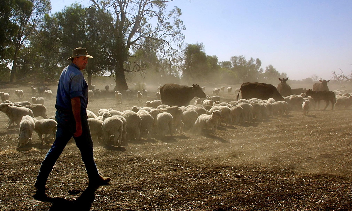 An Aussie farmer inspects his animals at the Raby Stud near Warren in north-eastern New South Wales, Australia on November 17, 2002. Photo: AFP
