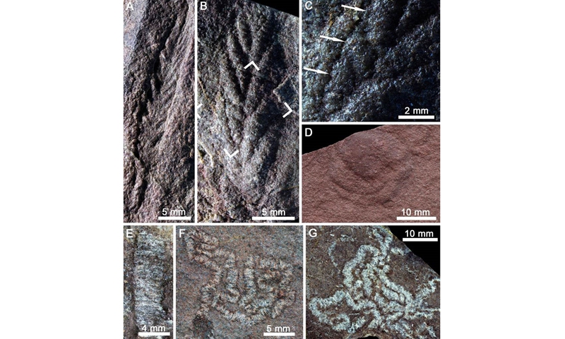 Ediacaran fossils of Charnia and Shaanxilithes Photo: Courtesy of the Nanjing Institute of Geology and Paleontology
