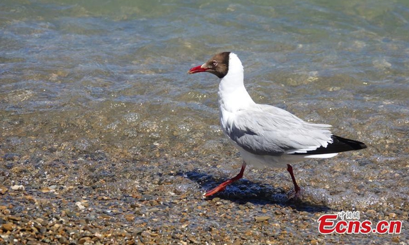 A Brown-headed gull wanders by the Pangong Tso Lake on June 14, 2021. (Photo: China News Service/ Ran Wenjuan)
