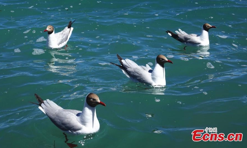 A group of Brown-headed gulls cruise on the Pangong Tso Lake in southwest China's Tibet autonomous region on June 14, 2021. (Photo: China News Service/ Ran Wenjuan)
