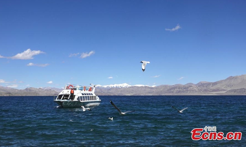 Brown-headed gulls fly above the Pangong Tso Lake in southwest China's Tibet autonomous region, June 14, 2021. (Photo: China News Service/ Ran Wenjuan) 