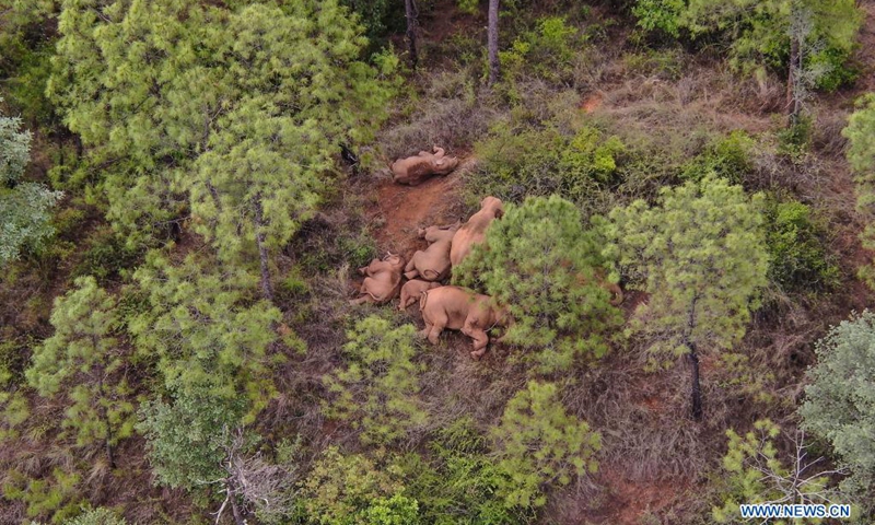 Aerial photo taken on June 14, 2021 shows a herd of wild Asian elephants in Shijie Township of Yimen County, Yuxi City, southwest China's Yunnan Province. China's famous herd of wandering elephants continued to linger in Shijie Township, authorities said. A male elephant that strayed nine days ago was about 17.4 km away from the herd, and all the 15 elephants were safe and sound, according to the headquarters in charge of monitoring their migration.(Photo: Xinhua)