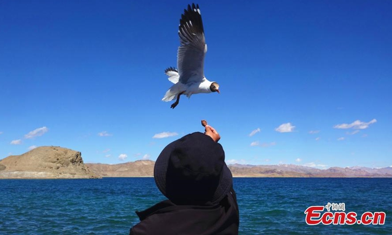 A Brown-headed gull prepares to peck food fed by a visitor on June 14, 2021. (Photo: China News Service/ Ran Wenjuan)