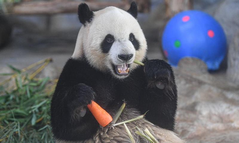 Giant panda Shun Shun feeds on snacks provided on the occasion of the Dragon Boat Festival at the Hainan Tropical Wildlife Park and Botanical Garden in Haikou, south China's Hainan Province, June 14, 2021. To mark the Dragon Boat Festival which fell on Monday, staff members at the Hainan Tropical Wildlife Park and Botanical Garden have prepared special snacks for animals here.(Photo: Xinhua)