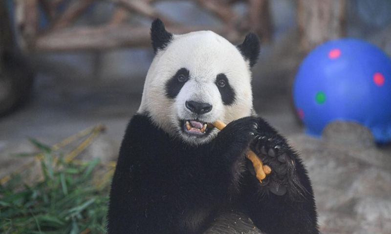Giant panda Shun Shun feeds on snacks provided on the occasion of the Dragon Boat Festival at the Hainan Tropical Wildlife Park and Botanical Garden in Haikou, south China's Hainan Province, June 14, 2021. To mark the Dragon Boat Festival which fell on Monday, staff members at the Hainan Tropical Wildlife Park and Botanical Garden have prepared special snacks for animals here.(Photo: Xinhua)