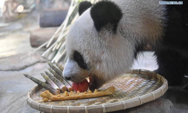 Giant panda Shun Shun feeds on snacks provided on the occasion of the Dragon Boat Festival at the Hainan Tropical Wildlife Park and Botanical Garden in Haikou, south China's Hainan Province, June 14, 2021. To mark the Dragon Boat Festival which fell on Monday, staff members at the Hainan Tropical Wildlife Park and Botanical Garden have prepared special snacks for animals here.(Photo: Xinhua)