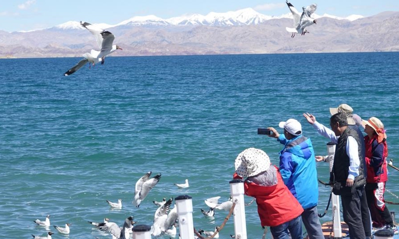 Visitors take photos of Brown-headed gulls flying over the Pangong Tso Lake on June 14, 2021. (Photo: China News Service/ Ran Wenjuan)