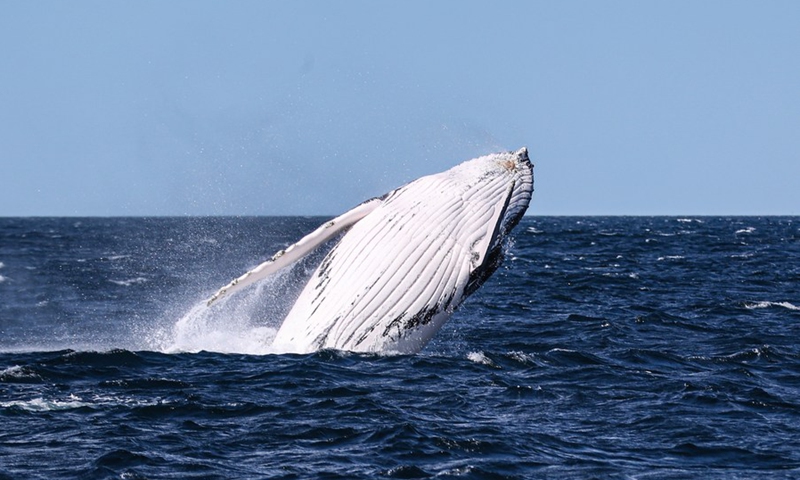 File photo taken on Sept. 23, 2020 shows a humpback whale springs out of water in Jervis Bay, south of Sydney, Australia. (Photo: Xinhua)