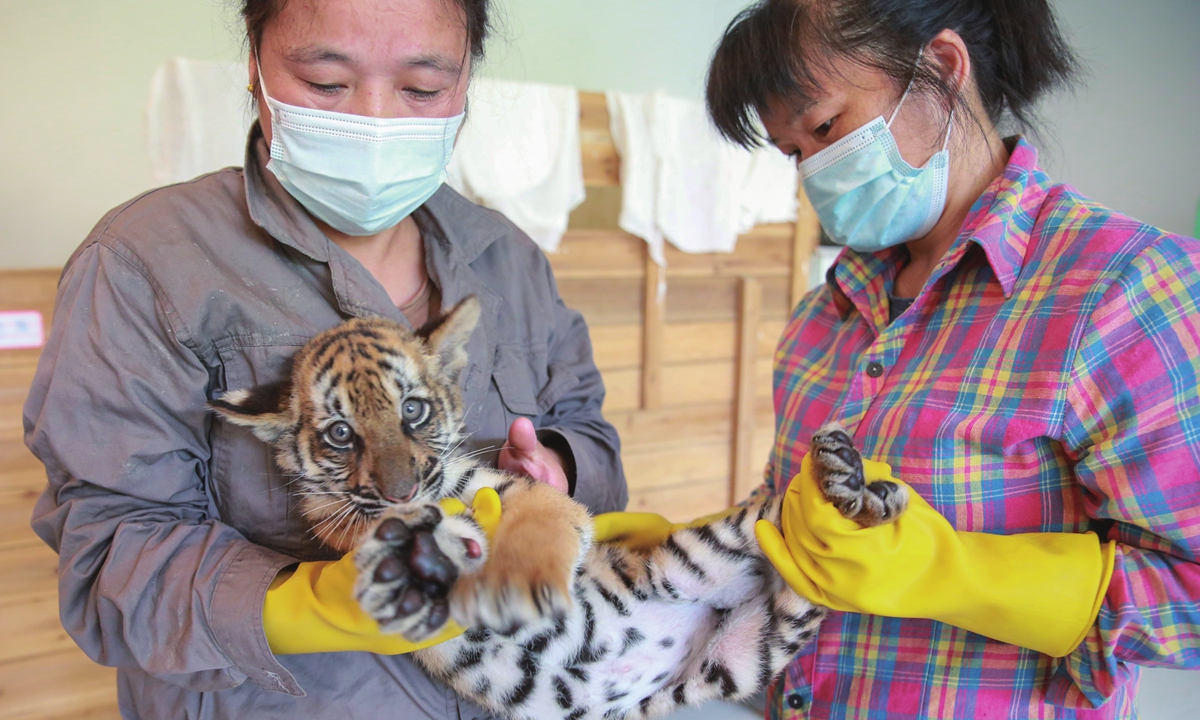 Two breeders at a zoo in Nanchang, East China's Jiangxi Province, give a South China tiger cub a physical check-up on Thursday. The Nanchang Zoo added nine new cubs to its South China tiger family in the first half of 2021, bringing the total number of South China tigers in the zoo to 46. Photo:VCG   