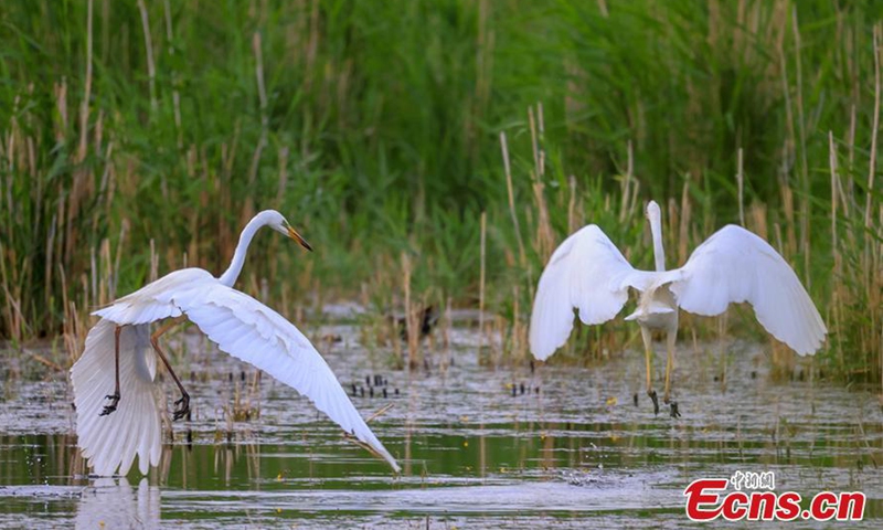 Bosten Lake becomes a natural wonderland for birds to come and inhabit.Photo:China News Service