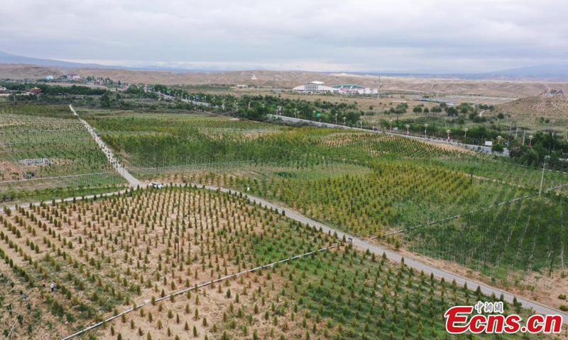 Trees grow in the Taibao public welfare forests in Gonghe County, Hainan Tibetan Autonomous Prefecture, Qing Hai Province, June 17, 2021.Photo:China News Service