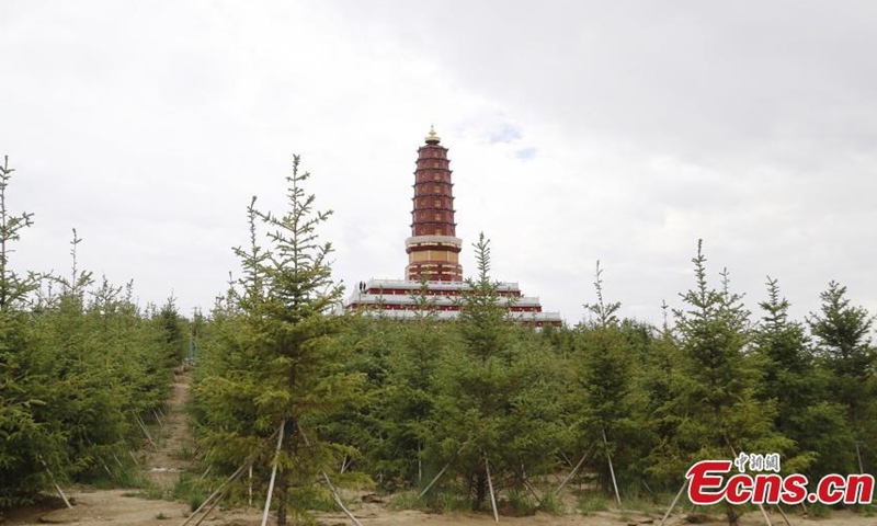 Trees grow in the Taibao public welfare forests in Gonghe County, Hainan Tibetan Autonomous Prefecture, Qing Hai Province, June 17, 2021.Photo:China News Service