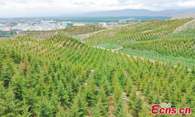 Trees grow in the Taibao public welfare forests in Gonghe County, Hainan Tibetan Autonomous Prefecture, Qing Hai Province, June 17, 2021.Photo:China News Service
