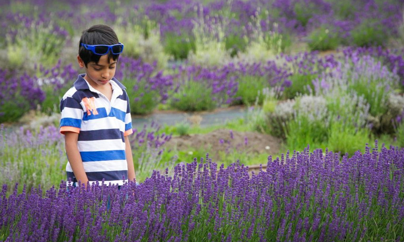 A child visits a lavender farm in Richmond, British Columbia, Canada, June 19, 2021.(Photo: Xinhua)