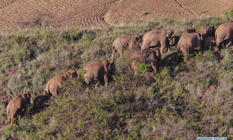 Aerial photo taken on June 19, 2021 shows a herd of wild Asian elephants in Dalongtan Township of Eshan County, Yuxi City, southwest China's Yunnan Province. From June 18 to June 19, China's famous herd of wandering elephants has headed 3.09 km southwest and continued to linger in Dalongtan Township of Eshan County. (Photo:Xinhua)

